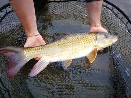 Image result for Moxostoma carinatum