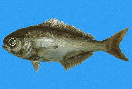 Image result for Schedophilus ovalis