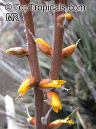 Attēlu rezultāti vaicājumam “Diachea sp.”