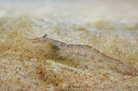 Attēlu rezultāti vaicājumam “Crangon crangon”