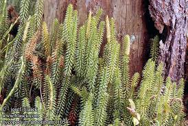 Attēlu rezultāti vaicājumam “Lycopodium annotinum”