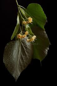 Attēlu rezultāti vaicājumam “Tilia tomentosa flower”