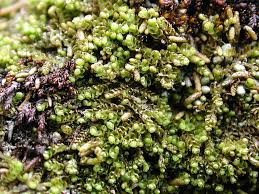 Attēlu rezultāti vaicājumam “Barbilophozia kunzeana”