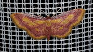 Attēlu rezultāti vaicājumam “Idaea muricata”