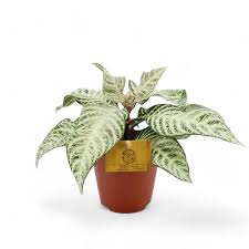 Attēlu rezultāti vaicājumam “Weissia squarrosa”