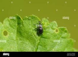 Attēlu rezultāti vaicājumam “Apionidae”