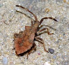 Attēlu rezultāti vaicājumam “Coreus marginatus imago”