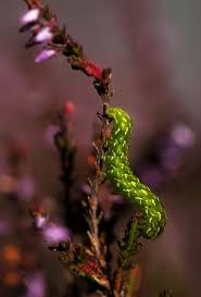 Attēlu rezultāti vaicājumam “Anarta myrtilli larva”