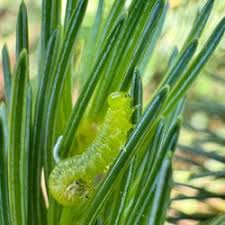 Attēlu rezultāti vaicājumam “Pristiphora maesta”