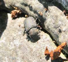 Attēlu rezultāti vaicājumam “Bolitophagus reticulatus larva”