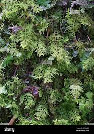 Attēlu rezultāti vaicājumam “Thuidium recognitum”