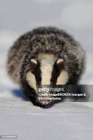 Attēlu rezultāti vaicājumam “Meles meles adult”