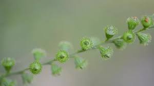 Attēlu rezultāti vaicājumam “Agrimonia pilosa bud”