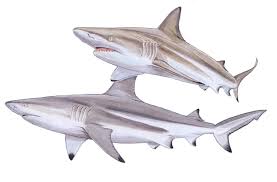 Image result for Carcharhinus
