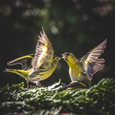 Attēlu rezultāti vaicājumam “Carduelis spinus”