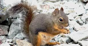 Attēlu rezultāti vaicājumam “Rodentia”