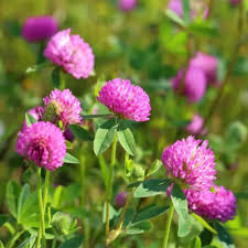 Attēlu rezultāti vaicājumam “Trifolium pratense flower”