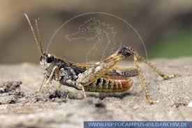 Attēlu rezultāti vaicājumam “Myrmeleotettix maculatus”