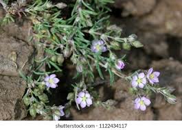 Attēlu rezultāti vaicājumam “Spergularia rubra leaf”