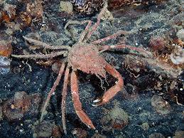 Image result for Hyas coarctatus