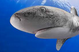 Image result for Carcharhinus longimanus