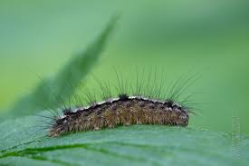 Attēlu rezultāti vaicājumam “Eilema depressa”