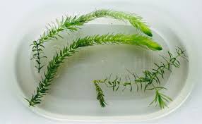 「水蘊草」的圖片搜尋結果