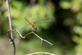 Attēlu rezultāti vaicājumam “Sympetrum sanguineum female”