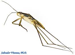 Attēlu rezultāti vaicājumam “Gerridae”