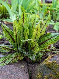 Image result for Sauerampfer