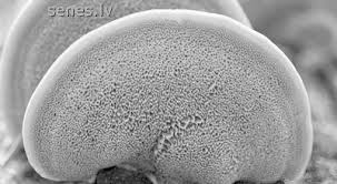 Attēlu rezultāti vaicājumam “Inonotus leporinus”