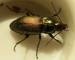 Attēlu rezultāti vaicājumam “Poecilus versicolor”