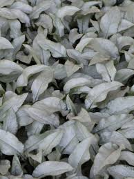 Image result for Lungenkraut