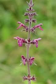 Attēlu rezultāti vaicājumam “Stachys sylvatica”