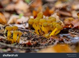 Attēlu rezultāti vaicājumam “Leotia lubrica”