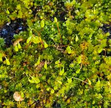 Attēlu rezultāti vaicājumam “Dichodontium pellucidum sporophyte”