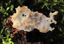 Attēlu rezultāti vaicājumam “Antrodiella semisupina”