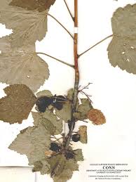 Attēlu rezultāti vaicājumam “Ribes nigrum fruit”