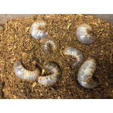 Attēlu rezultāti vaicājumam “Osmoderma barnabita imago”