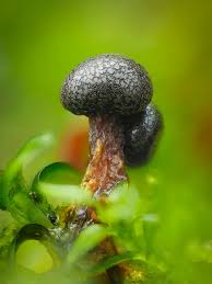 Attēlu rezultāti vaicājumam “Diderma tigrinum macro”