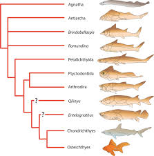 Attēlu rezultāti vaicājumam “Placodermi”