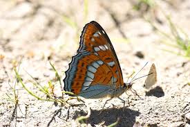 Attēlu rezultāti vaicājumam “Limenitis populi”
