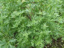 Attēlu rezultāti vaicājumam “Aconitum napellus leaf”