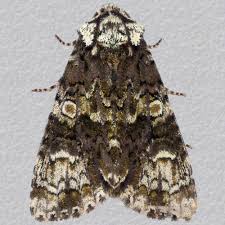 Attēlu rezultāti vaicājumam “Craniophora ligustri”