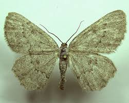 Attēlu rezultāti vaicājumam “Charissa ambiguata”