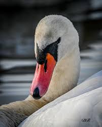 Attēlu rezultāti vaicājumam “Cygnus olor adult”