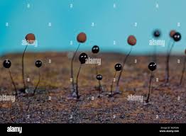 Attēlu rezultāti vaicājumam “Comatricha sp.”