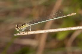 Attēlu rezultāti vaicājumam “Platycnemis pennipes”