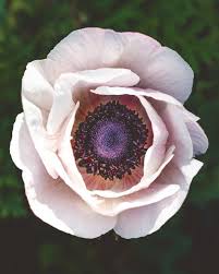 Attēlu rezultāti vaicājumam “Anemone”