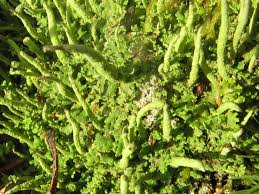 Attēlu rezultāti vaicājumam “Cladonia coniocraea”